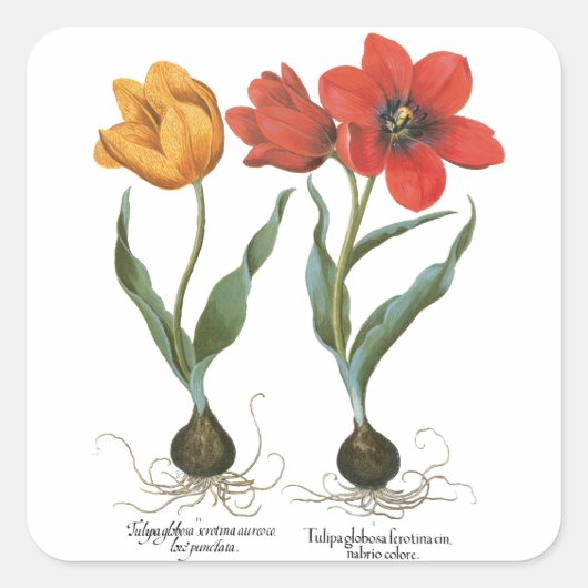  lentetelbloemen van Basilius Besler Vierkante Sticker (Voorkant)
