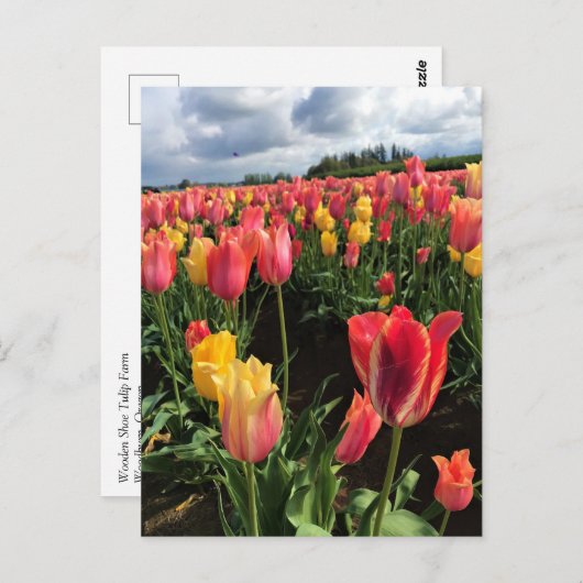  lentetelpen in een veld, Oregon Briefkaart (Voorkant / Achterkant)