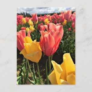 lentetelpen in een veld, Oregon Briefkaart