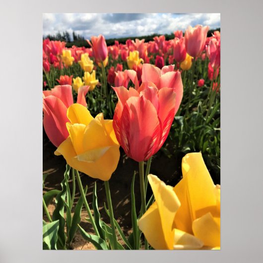 lentetelpen in een veld, Oregon Poster (Voorkant)