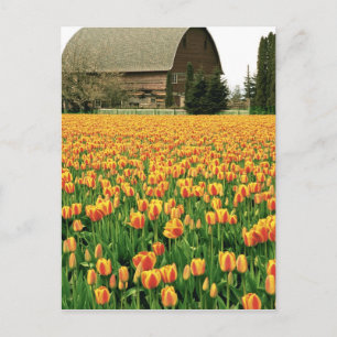 Lentetulpen bloeien voor een oude schuur. briefkaart