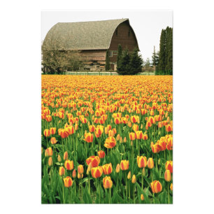 Lentetulpen bloeien voor oude schuur. foto afdruk
