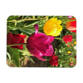 Lentetulpen, Oregon Magneet (Horizontaal)