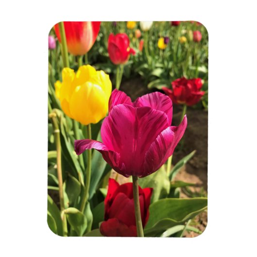 Lentetulpen, Oregon Magneet (Verticaal)