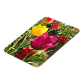 Lentetulpen, Oregon Magneet (Linkerzijde)