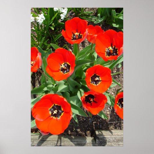 lenteverbarsting poster (Voorkant)