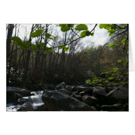 Lentevers aan de kleine duif