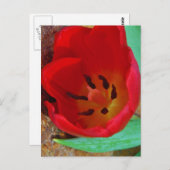 Lentgele en rode tulp briefkaart (Voorkant / Achterkant)