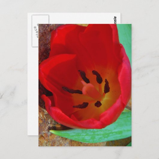 Lentgele en rode tulp briefkaart (Voorkant / Achterkant)