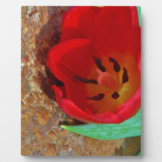 Lentgele en rode tulp fotoplaat (Voorkant)