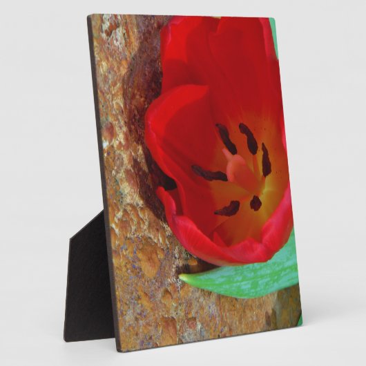 Lentgele en rode tulp fotoplaat (Zijkant)