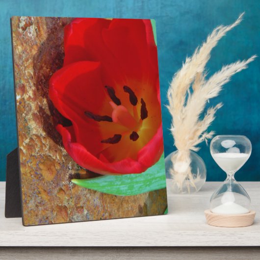 Lentgele en rode tulp fotoplaat (Zijkant)