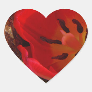 Lentgele en rode tulp hart sticker