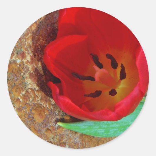 Lentgele en rode tulp ronde sticker (Voorkant)