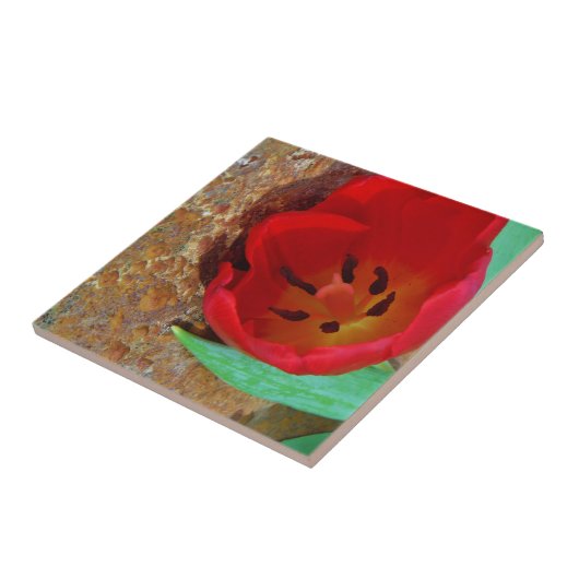 Lentgele en rode tulp tegeltje (Zijkant)