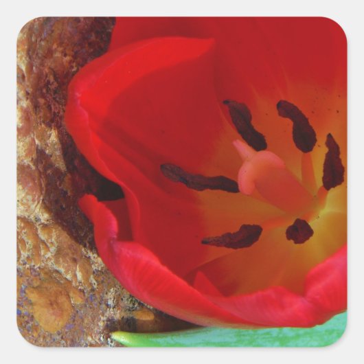 Lentgele en rode tulp vierkante sticker (Voorkant)