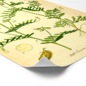 Lentil (Lens culinaris) Poster (Hoek)