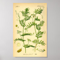 Lentil (Lens culinaris)