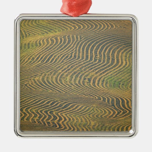 Lentilerwten, voorgerold en nog niet geoogst in metalen ornament (Voorkant)