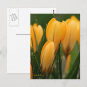 Lentkruiderijen Briefkaart (Voorkant / Achterkant)