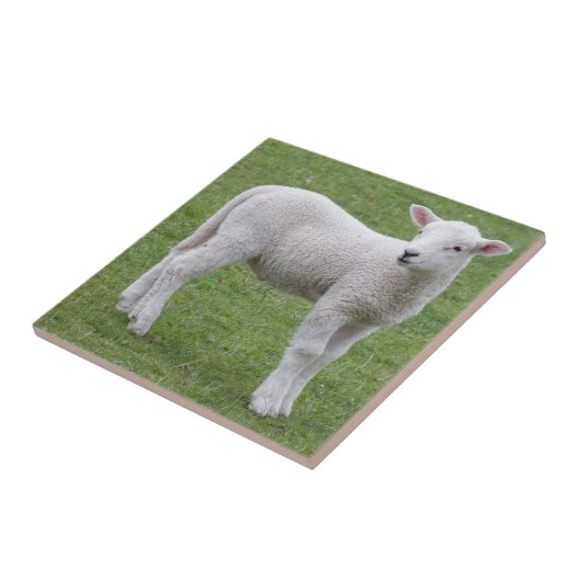 Lentlam Tegeltje (Zijkant)