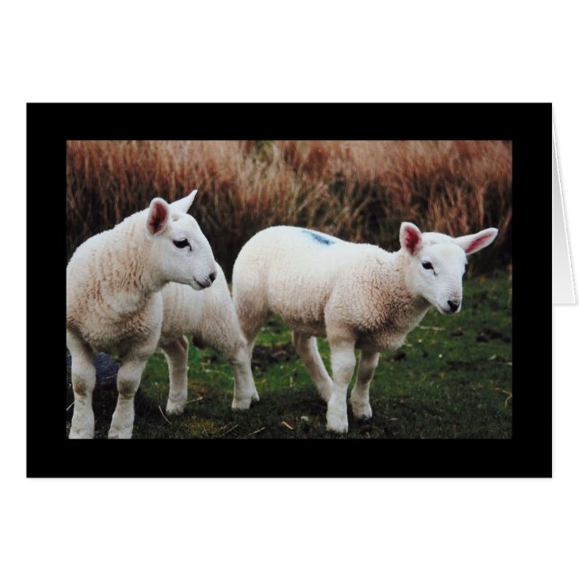 Lentlamp (Voorkant Horizontaal)