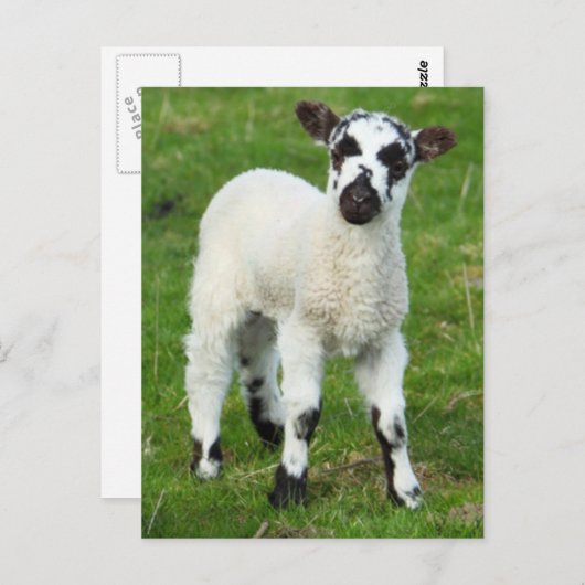 Lentlamp Briefkaart (Voorkant / Achterkant)