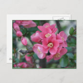 Lentroze bloeiende bloeiende kweepel briefkaart (Voorkant / Achterkant)
