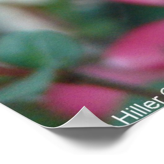 Lentroze bloeiende bloeiende kweepel poster (Hoek)