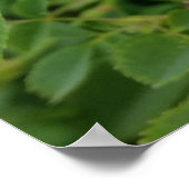 Lentroze tint poster (Hoek)
