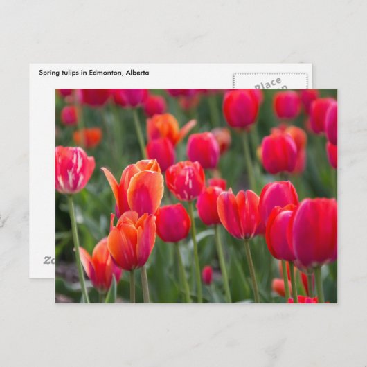 Lenttulpen in Edmonton Briefkaart (Voorkant / Achterkant)