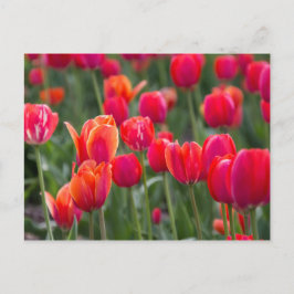 Lenttulpen in Edmonton Briefkaart