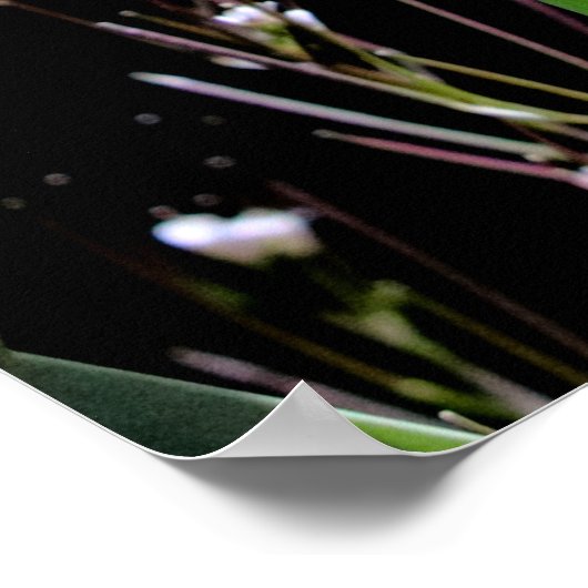 Lentusje Poster (Hoek)