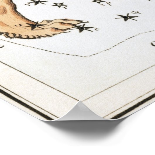 Leo Astrological Tekening Poster (Hoek)