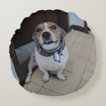 Leo de lieve en vriendelijke jack russell