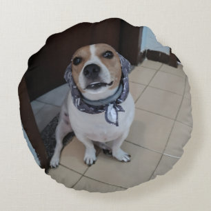 Leo de lieve en vriendelijke jack russell rond kussen