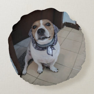 Leo de lieve en vriendelijke jack russell rond kussen