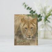 Leo het Briefkaart van de Lion (Staand voorkant)