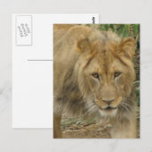 Leo het Briefkaart van de Lion (Voorkant / Achterkant)