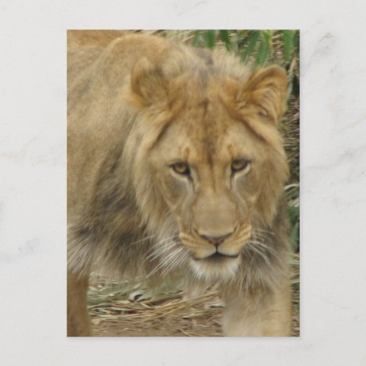 Leo het Briefkaart van de Lion (Voorkant)