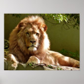 Leo Poster (Voorkant)