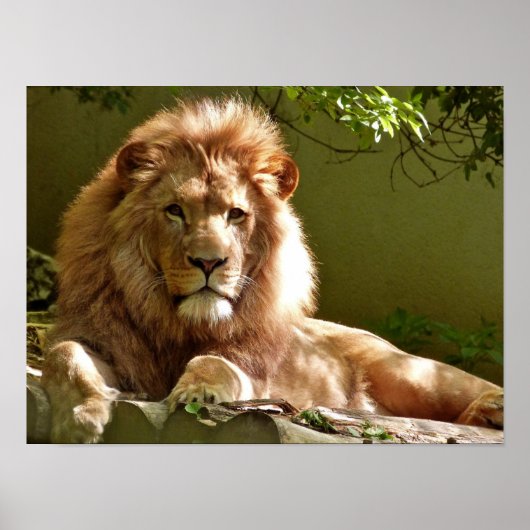 Leo Poster (Voorkant)