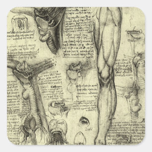 Leonardo da Vinci Antieke Menselijke Anatomie Keel Vierkante Sticker