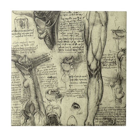 Leonardo da Vinci Antieke Menselijke Anatomie Stro Tegeltje (Voorkant)