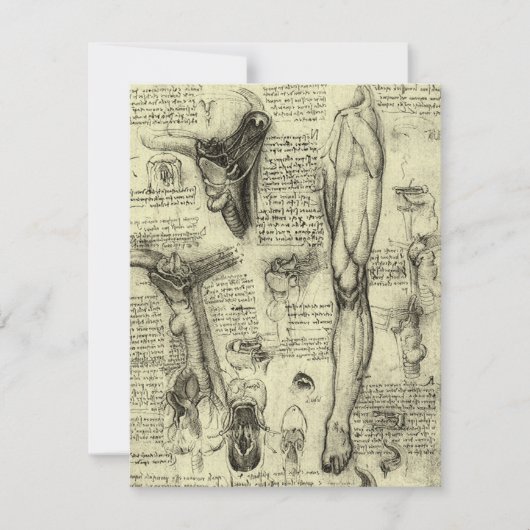 Leonardo da Vinci  Menselijke Anatomie Larynxbeen (Voorkant)