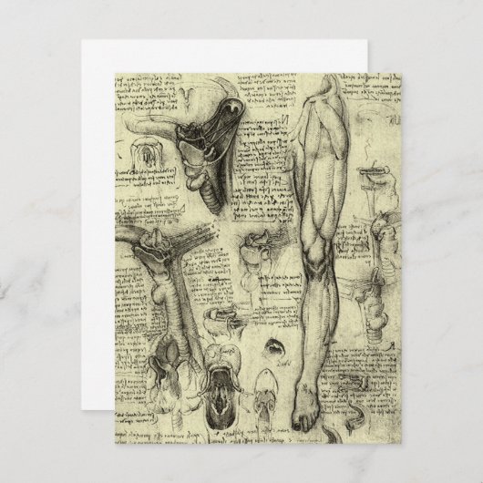 Leonardo da Vinci  Menselijke Anatomie Larynxbeen (Voorkant / Achterkant)