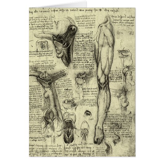 Leonardo da Vinci  Menselijke Anatomie Larynxbeen (Voorkant)