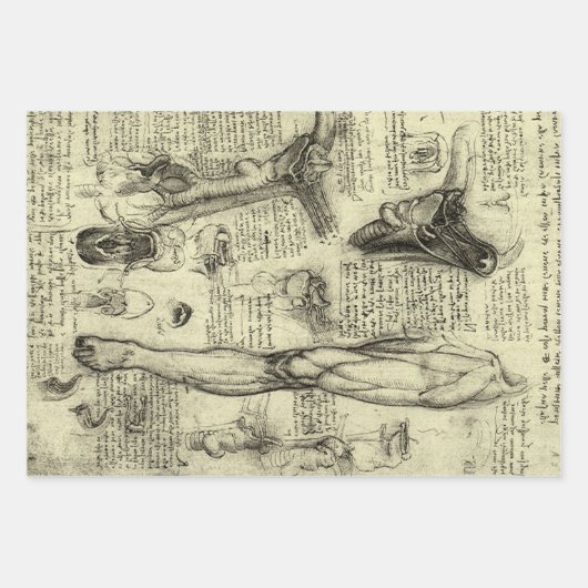 Leonardo da Vinci  Menselijke Anatomie Larynxbeen Inpakpapier Vel (Voorkant 2)