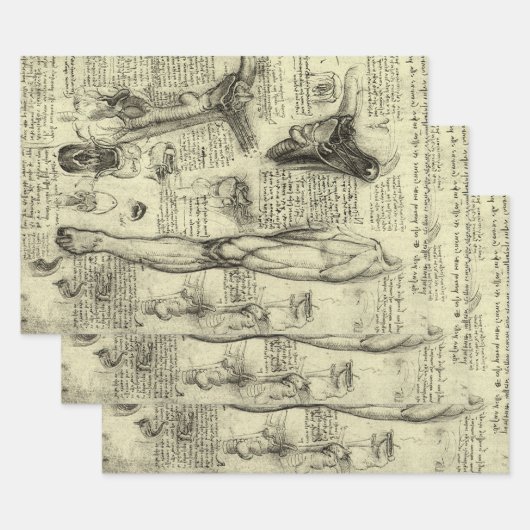 Leonardo da Vinci  Menselijke Anatomie Larynxbeen Inpakpapier Vel (Set)