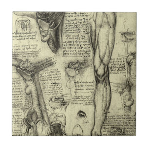 Leonardo da Vinci  Menselijke Anatomie Larynxbeen Tegeltje
